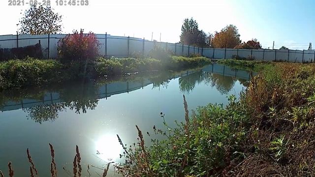 Разведение рыбы в пруду. смотреть онлайн