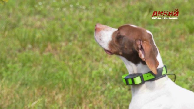 На бекаса с подружейной и на косулю с манком. Охота в Беларуси. смотреть онлайн