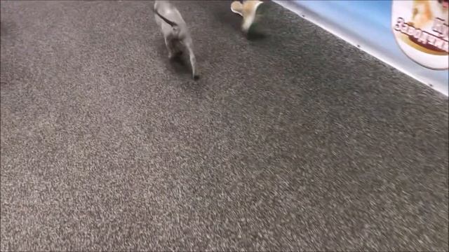 Thai Ridgeback Puppies 🍯 Sanny Aedd Gynvael' Et Tar-menel 🍯 Тайский риджбек щенки