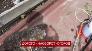 Обработка томатов триходермой от фитофтороза