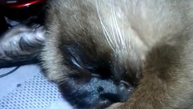 Кот дрыхнет и сопит смотреть онлайн