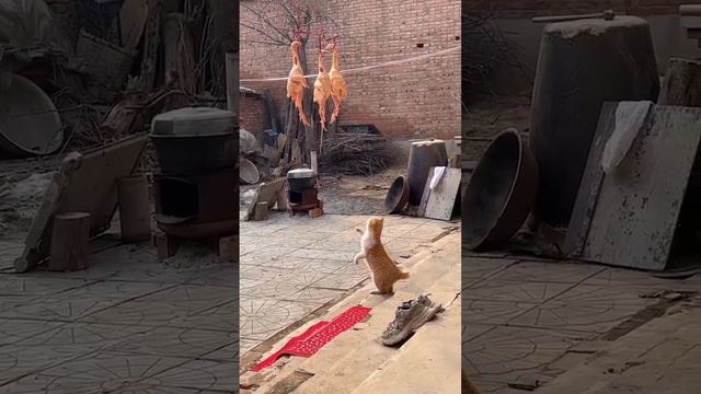 Видит око, да зуб неймет смотреть онлайн