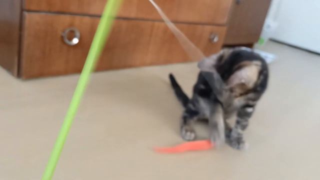 Золото бенгалов, питомник бенгальских кошек Екатеринбург, бенгальские кошки, мрамор на золоте,мужик смотреть онлайн