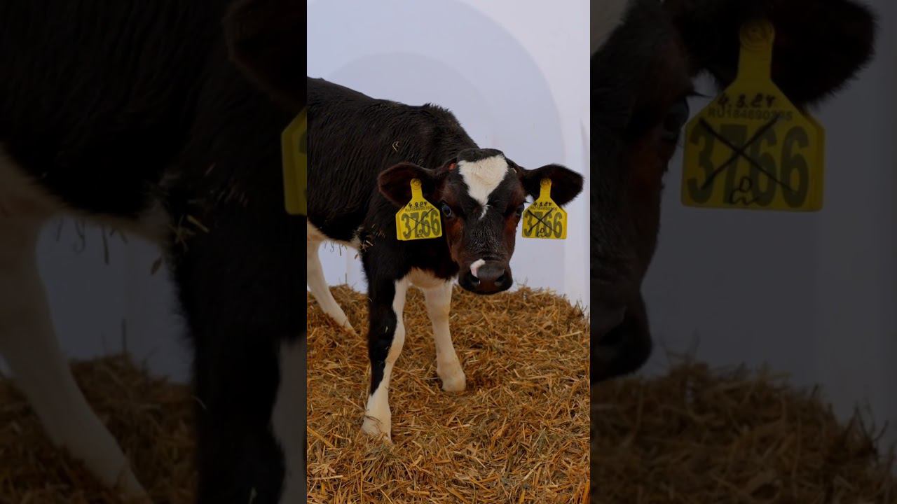 Специальный корм для телят #коровы #животноводство #телята #голштин #молоко #ферма смотреть онлайн