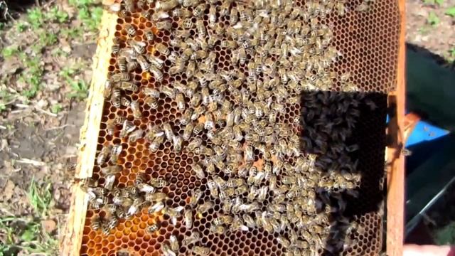 1ЧАСТЬ.ВЫВОД РАННИХ МАТОК ВЕСНОЙ??? смотреть онлайн