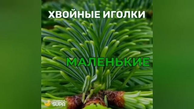 Почему елка зеленая? Какие поделки можно сделать из шишки. смотреть онлайн