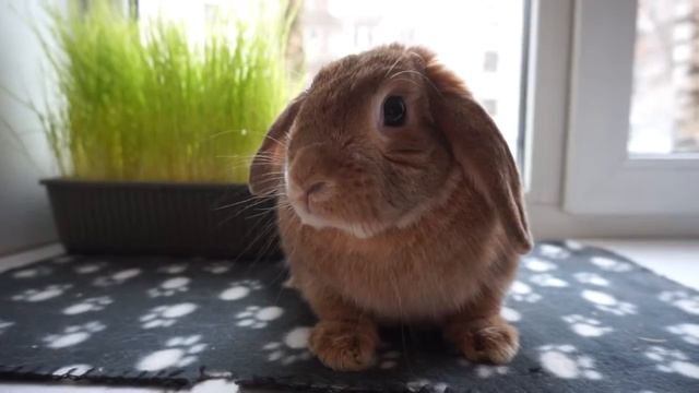 Хорошенький кролик сидит на подоконнике смотреть онлайн