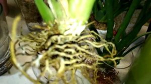 Как растут Мильтония и Мильтониопсис.