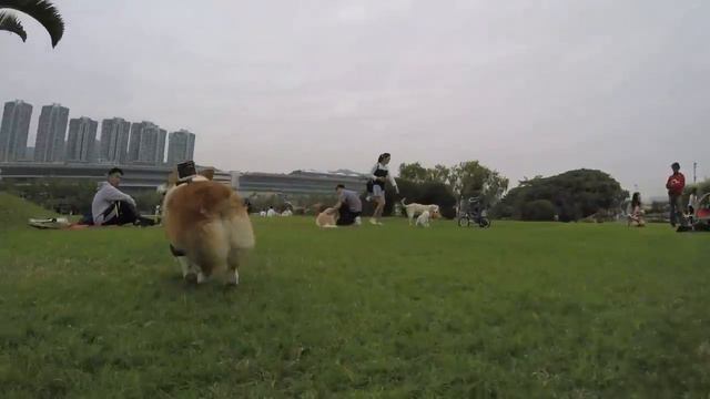 B Zai Pengfold Park, Hong Kong 03122016 смотреть онлайн