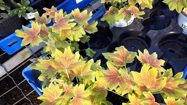 Pelargonium Vancouver Centennial - Grow & Care