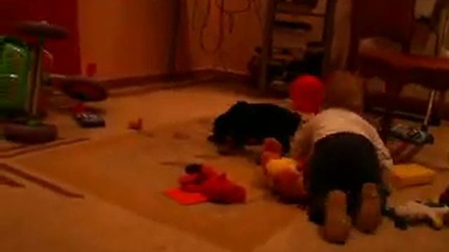 "Vaydee" Doberman puppies смотреть онлайн