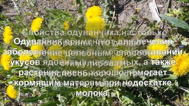 Одуванчик.  Лечебные свойства и противопоказания.