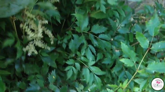 АСТИЛЬБА ДЛЯ НАЧИНАЮЩИХ смотреть онлайн