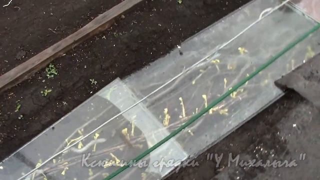НА МАЙСКОЙ ДАЧЕ Обзор виноградника в середине мая. смотреть онлайн