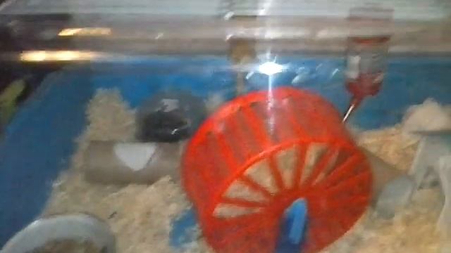 Что должно быть в клетке у хомяка! смотреть онлайн