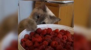 Малинки(speed up)♡