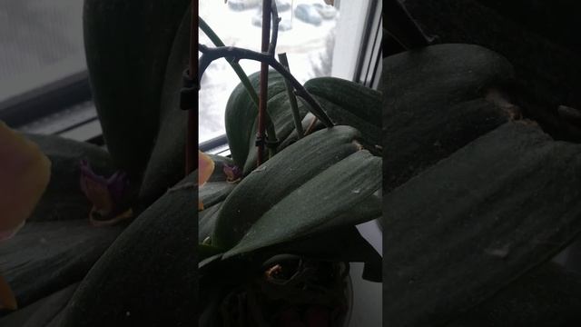 Мини орхидея Дасти Бель смотреть онлайн