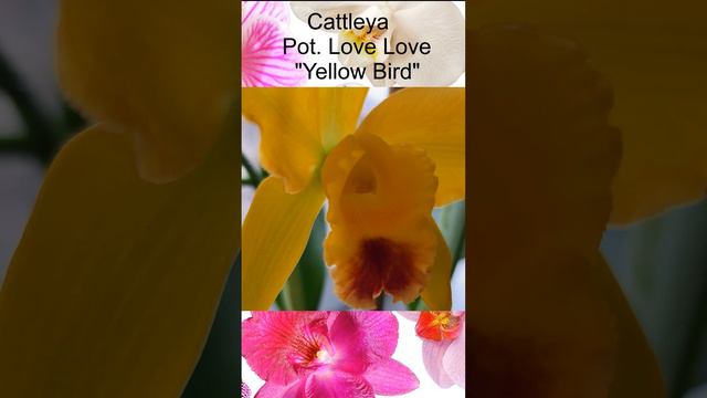 Catteya Pot. Love love "Yellow Bird" смотреть онлайн