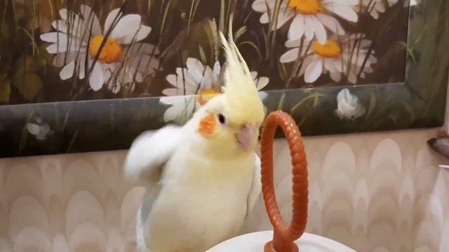 Орхидея для учителя.Морской релакс.Умница Рокки. смотреть онлайн