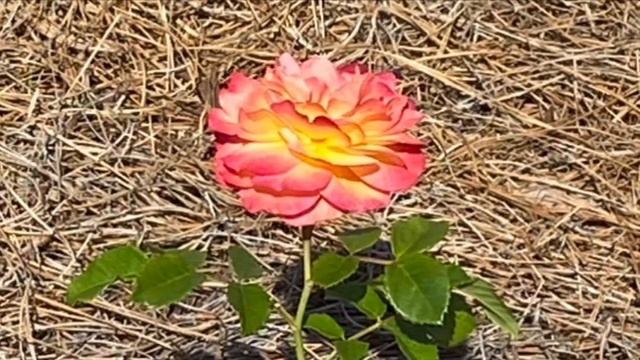 Сон об Антихристе, начертании и звере Откровение 13 смотреть онлайн