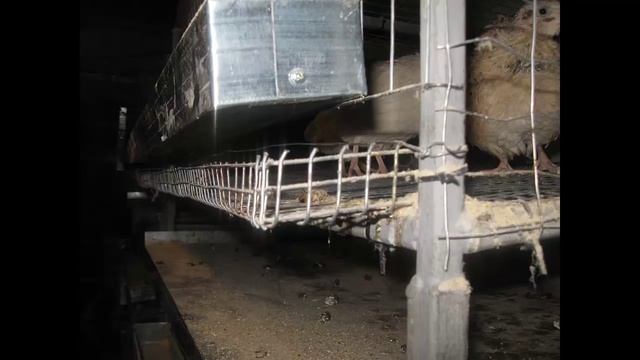 Мои перепёлки. Размеры клетки. смотреть онлайн