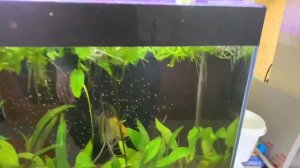 Освещение для растительных аквариумов