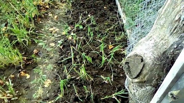Пересадка многолетнего лука батун смотреть онлайн