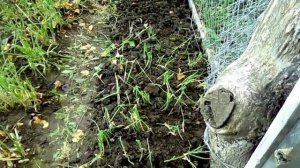 Пересадка многолетнего лука батун