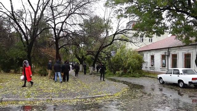 На два автомобиля упало дерево смотреть онлайн