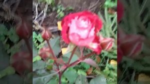 Роза Лия Меже Lea Mege, октябрь 2020.