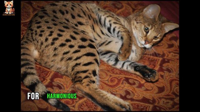 Discover the Ashera: The World's Rarest and Most Expensive Hybrid Cat! смотреть онлайн