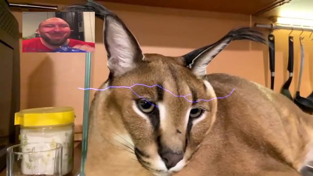 Шлёпа смешно шевелит и пердит ушами смотреть онлайн