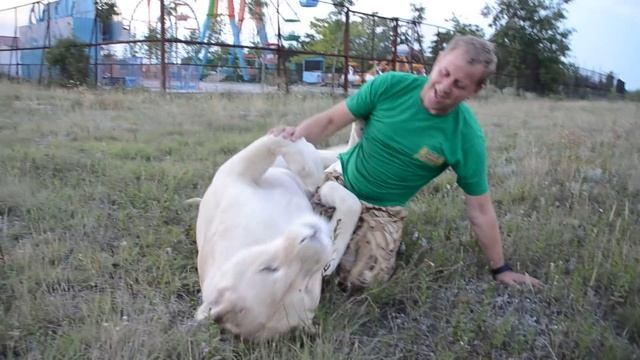 Львица Герда дождалась хозяина ! Тайган Крым смотреть онлайн