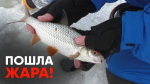 Поехали за лещем, а оторвались по плотве и окуням! Зимний поплавок и безмотылка - рулят! Серия 1.