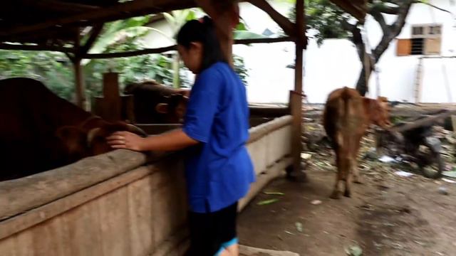 Kandang Sapi Damar Wulan Juara 2 Kereman Ekstrim 1 Ton 128 Kg смотреть онлайн