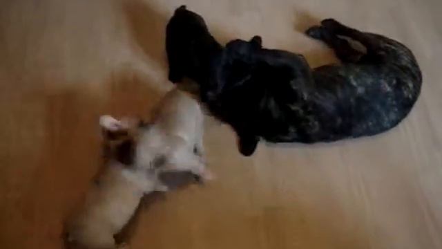 Щенки с папой смотреть онлайн