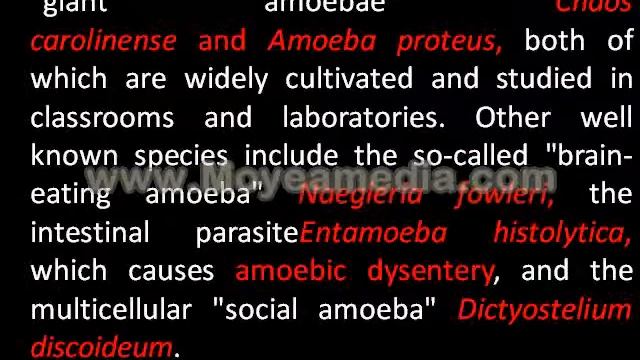 AMOEBAE смотреть онлайн