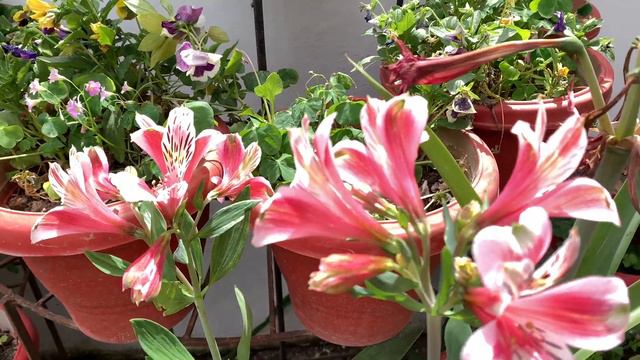 241-Alstroemeria /Peruvian lily / lily of the Incas… смотреть онлайн