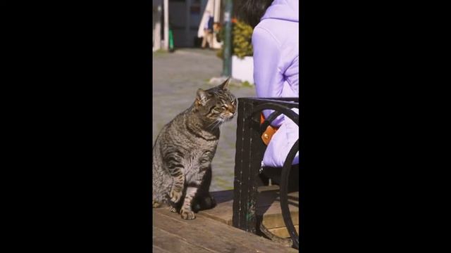 Интересные факты о кошках! смотреть онлайн