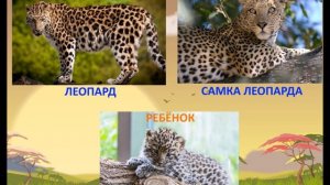 Животные Африки Мамы, папы и их дети Развивающее видео для детей