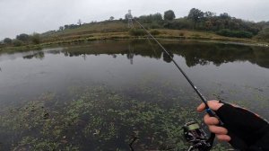 Favorite Blue Bird BB1-682SUL-S на максимуме ;)))