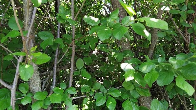 Поёт украинский соловей смотреть онлайн