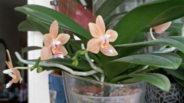 Апрельские цветение орхидей на лоджии. ?Часть 2.. смотреть онлайн