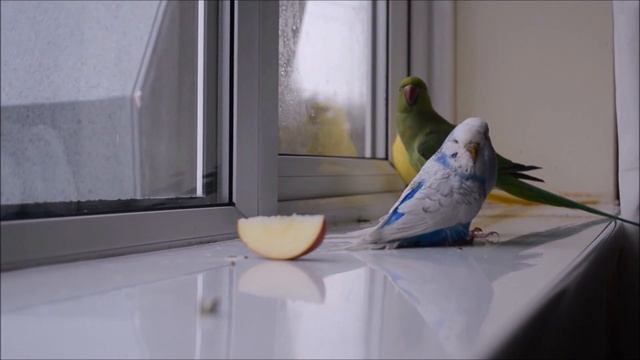 Indian parrots. Дружба между разными видами попугаев! смотреть онлайн