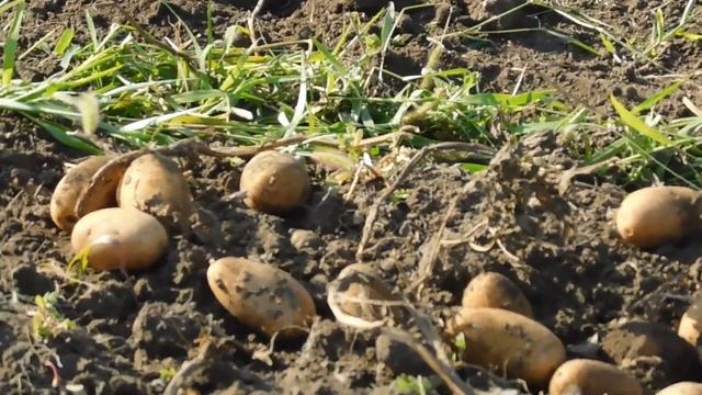 Картофелекопалка полтавская двух эксцентриковая 2020 год смотреть онлайн