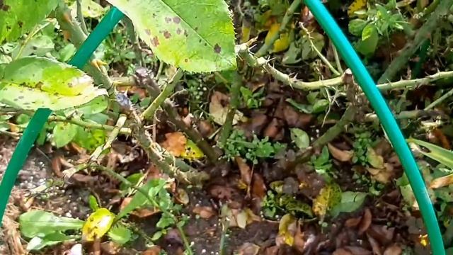 Спрей роза АРРОУ ФОЛИЕС и ЛАВЛИ ЛИДИЯ ! смотреть онлайн