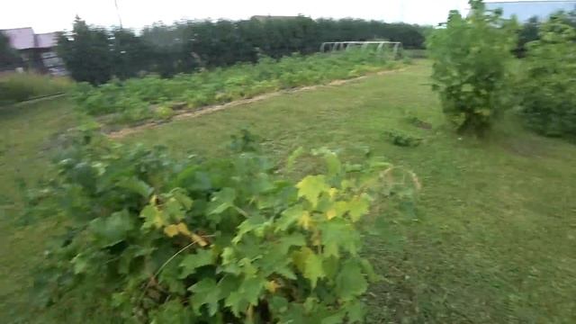 Желе из красной смородины за 15 минут. От сбора до готового продукта.