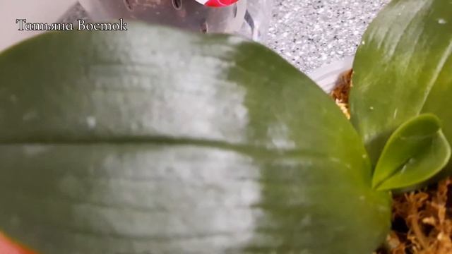 Пожелтение листьев орхидей! Хлороз у орхидей. смотреть онлайн