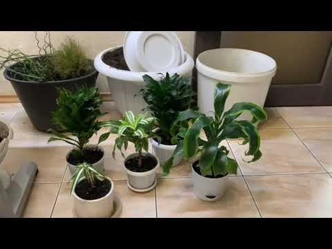 Разбираю драценовый садик, Тому не нравится ))) смотреть онлайн