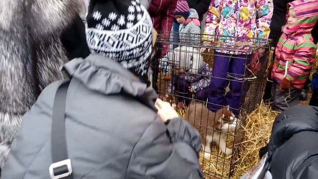 Аренда щеночков хаски на праздник, на съемку| 8(965)380-13-11 Москва смотреть онлайн